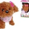 Chi Chi Love Tea Cup Poodle Puppy 1 Chi Chi Love Tea Cup Poodle Puppy -Kinder Verkauf 23545830 01
